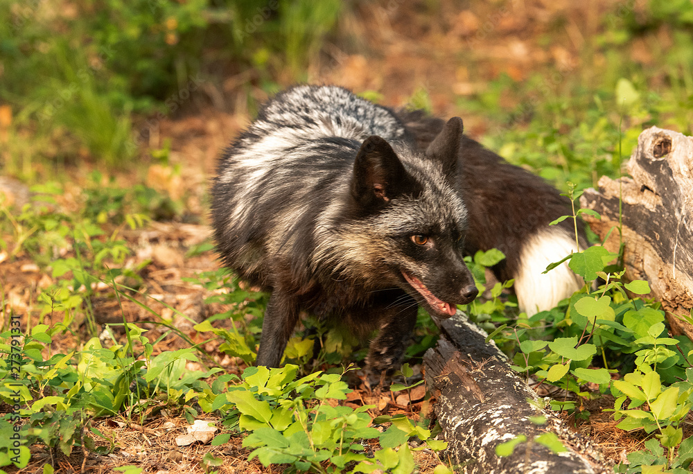 Silver fox and kit Silver fox and kit