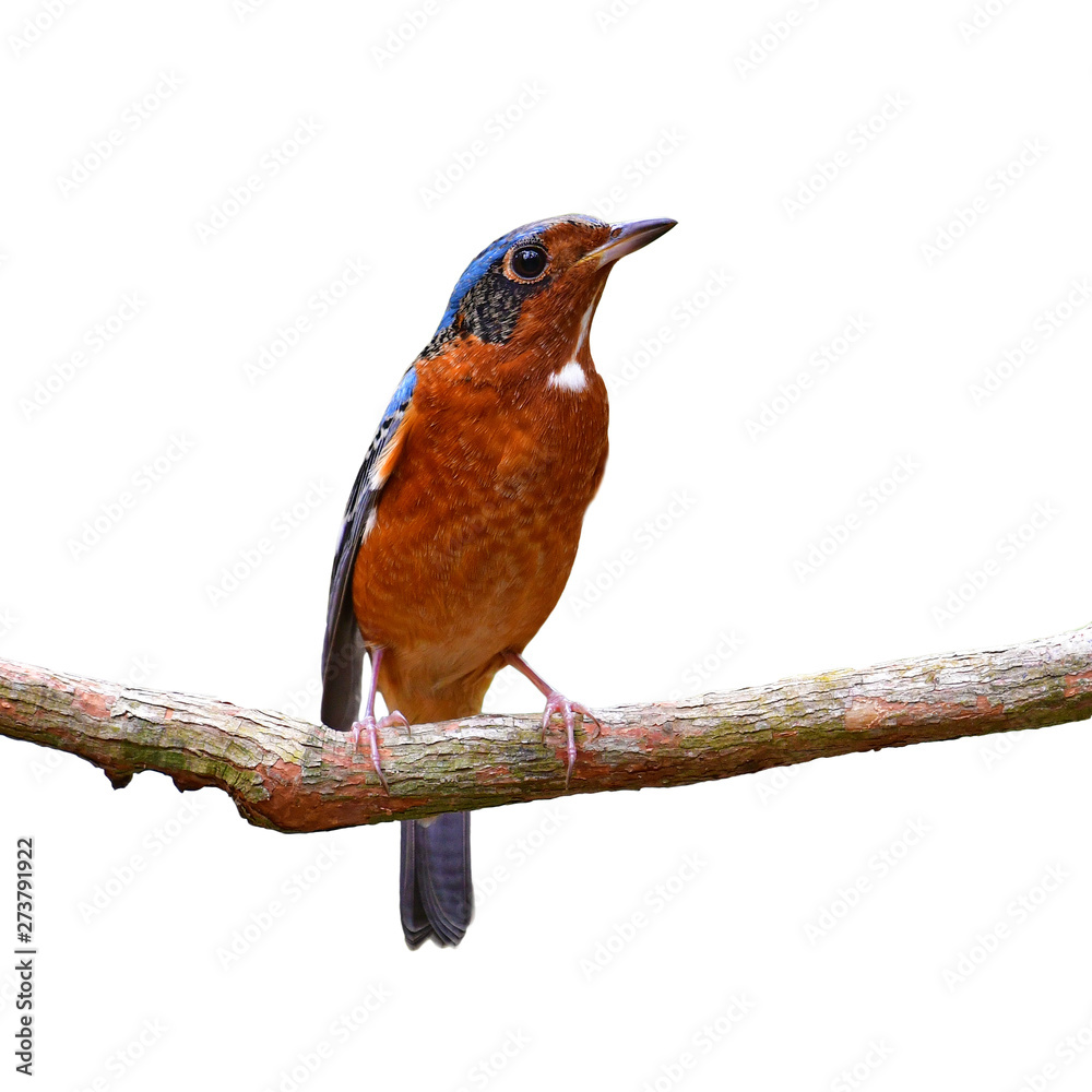 Fototapeta premium White-throated Rock Thrush Bird