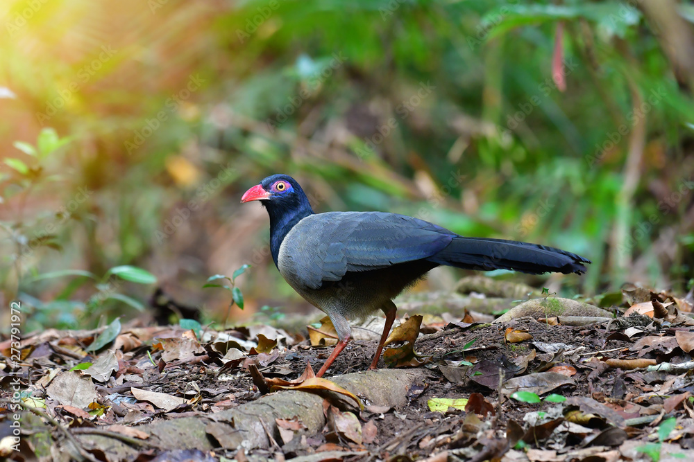Naklejka premium Coral-billed Ground Cuckoo Bird