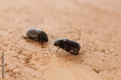 close up of black beetle on brown ground