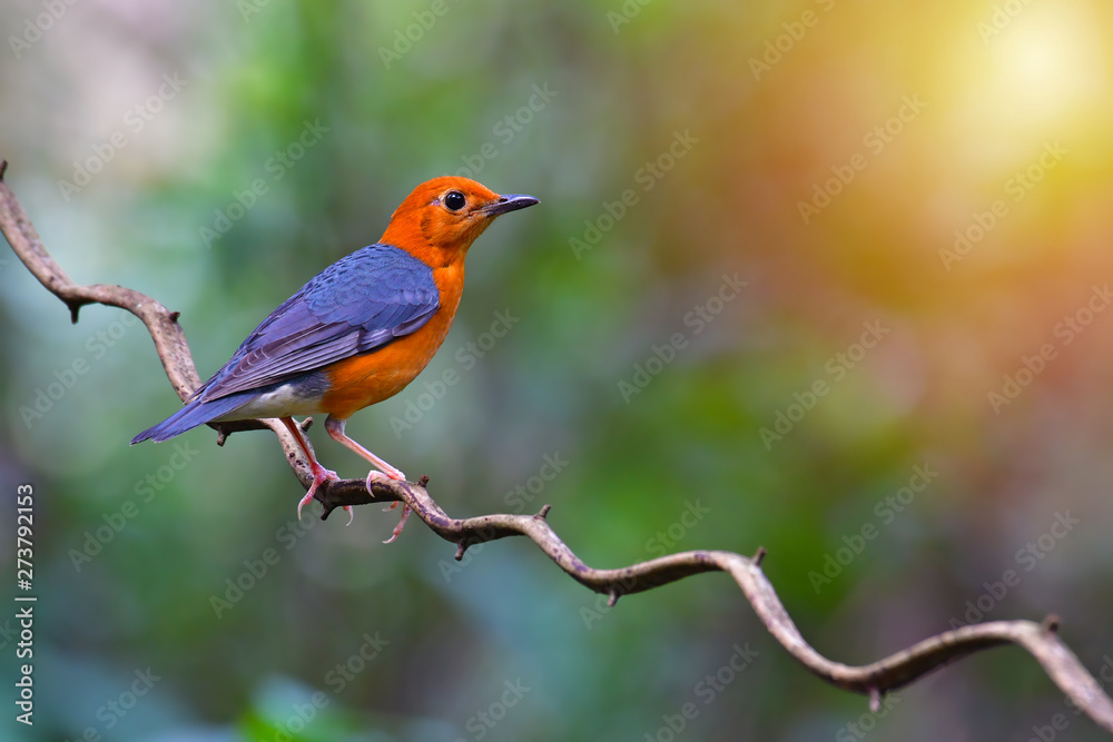 Orange headed Thrush Bird Orange headed Thrush Bird