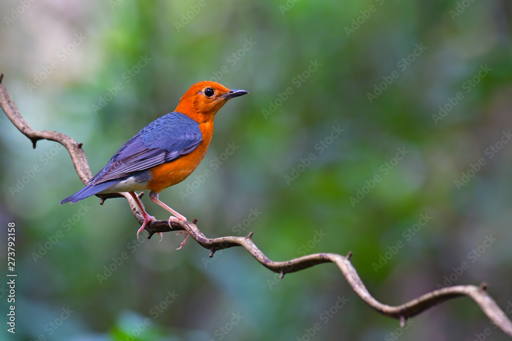 Fototapeta premium Orange headed Thrush Bird