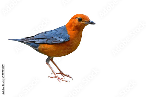 Orange headed Thrush Bird © thawats