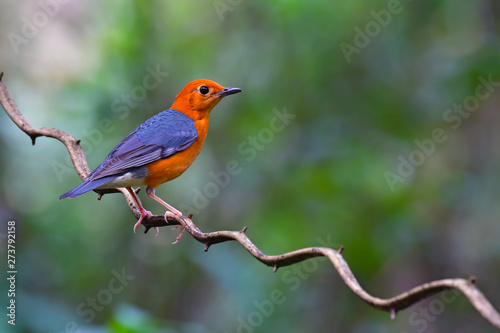 Orange headed Thrush Bird © thawats