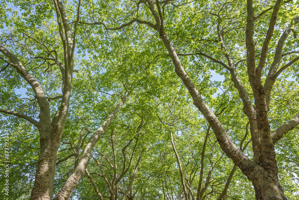 Trees Trees
