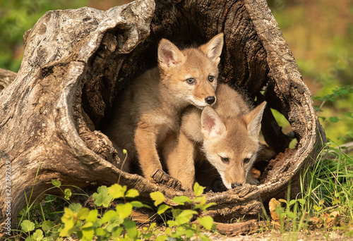 Coyote pups photo