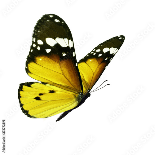 Beautiful monarch butterfly