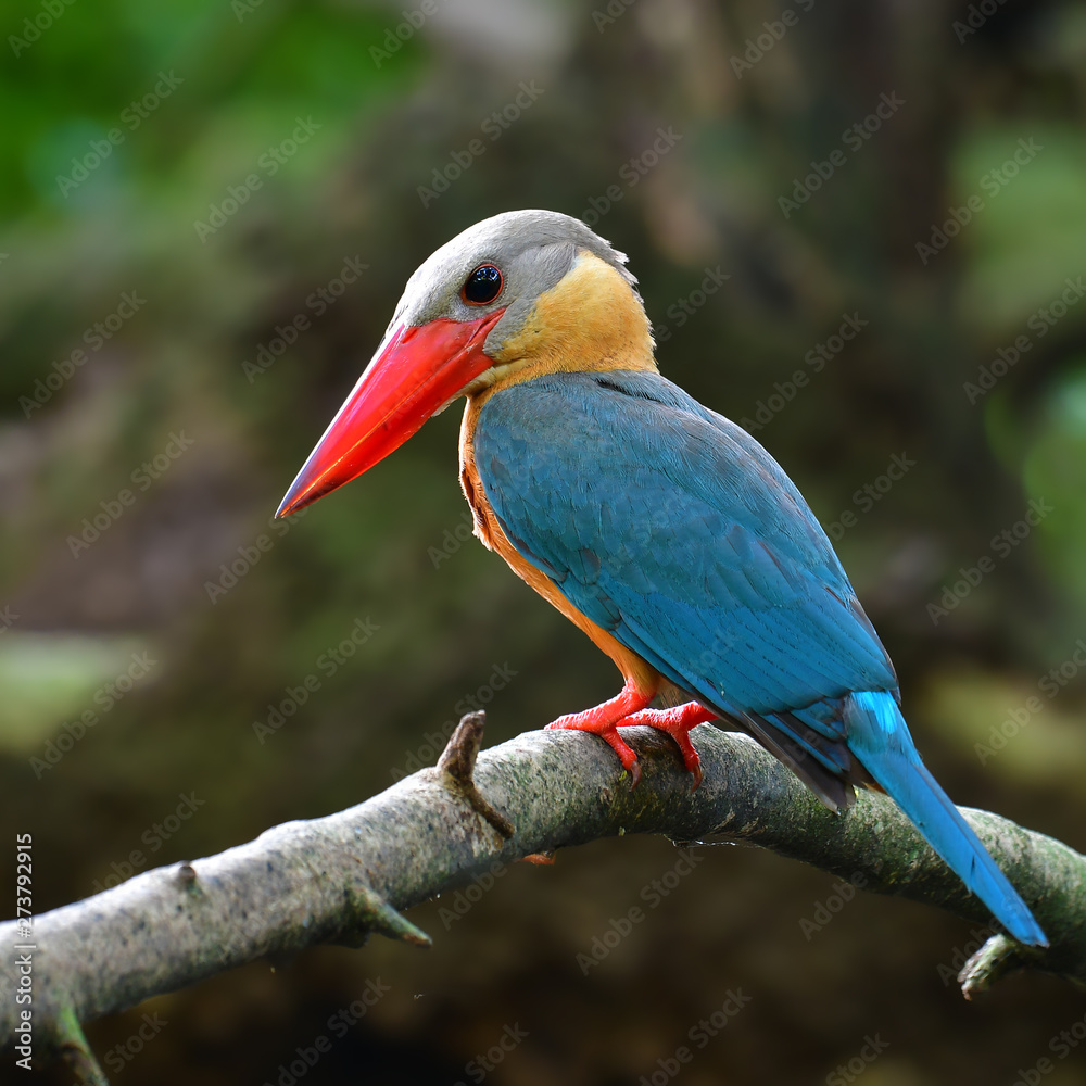 Stork-billed Kingfisher Bird Stork-billed Kingfisher Bird