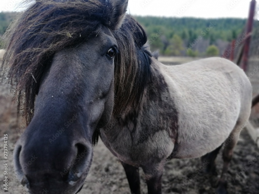 Obraz premium deer farm