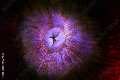 Fototapeta Naklejka Na Ścianę i Meble -  Pink Coral