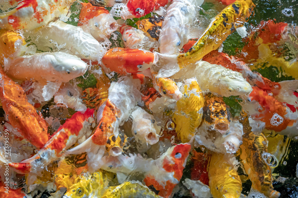 Many koi fish swim in the pond.shallow focus effect.