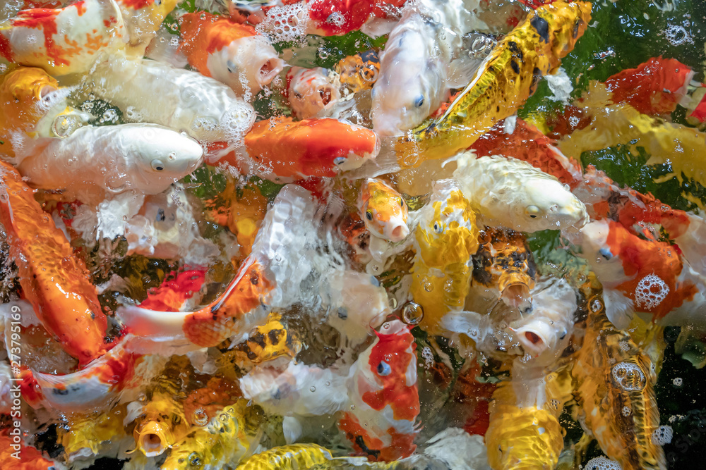 Many koi fish swim in the pond.shallow focus effect. Many koi fish swim in the pond.shallow focus effect.