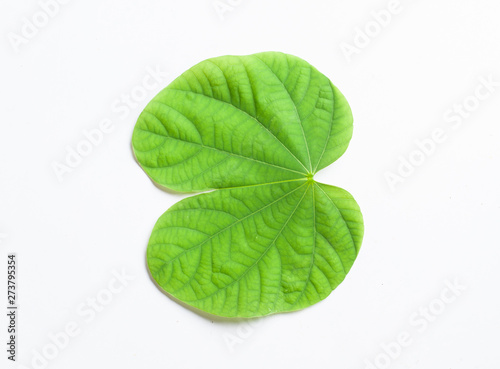 Green leaves  plants in nature  leaves  natural background images Isolated on white background