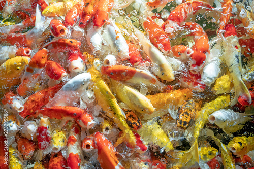 Many koi fish swim in the pond.shallow focus effect.