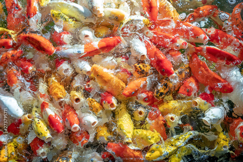 Many koi fish swim in the pond.shallow focus effect.