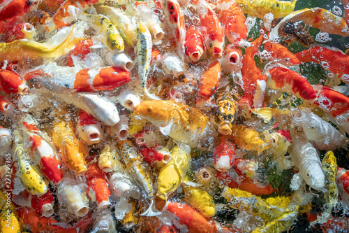 Many koi fish swim in the pond.shallow focus effect.