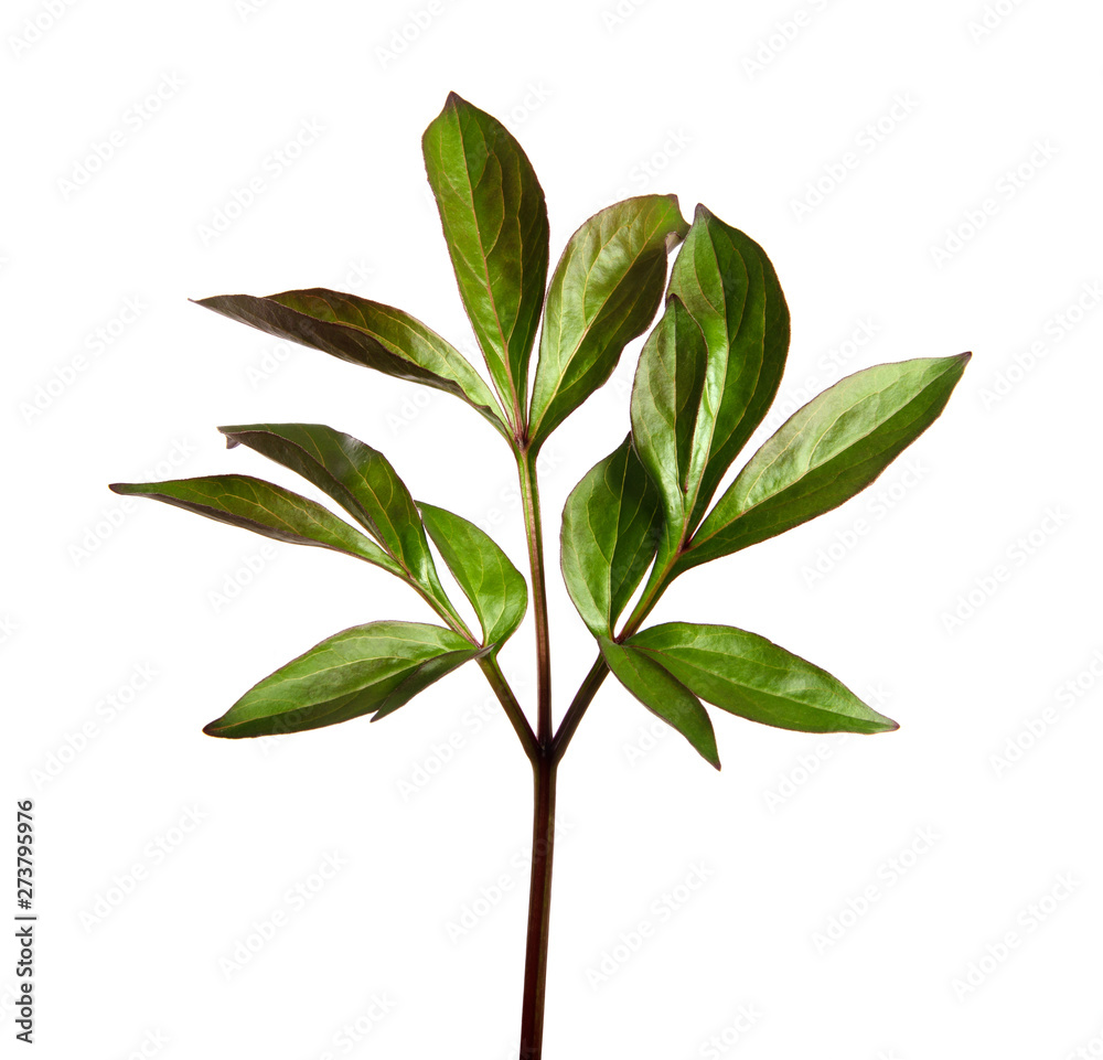 Peony flower foliage on an isolated white background. Peony leaves isolate