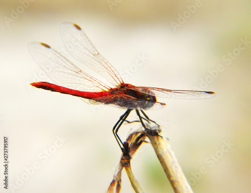 Red dragonfly. Macro mode. Close up. © Сергей Шипулин