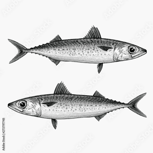 Illustration of a Blue Mackerel in a vintage style