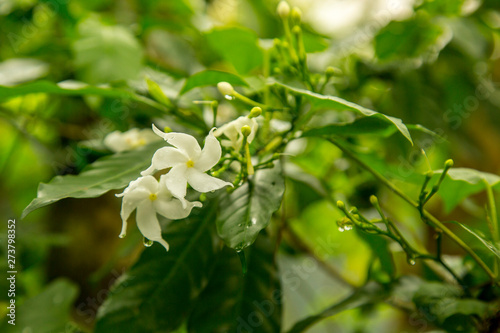 Jasminum grandiflorum