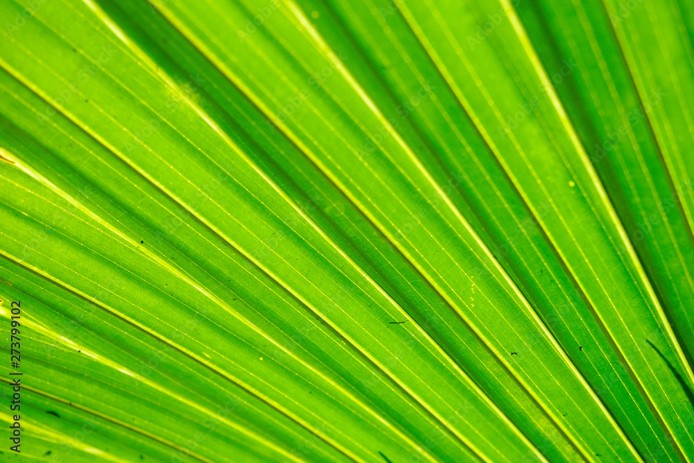 green leaf of palm tree green leaf of palm tree