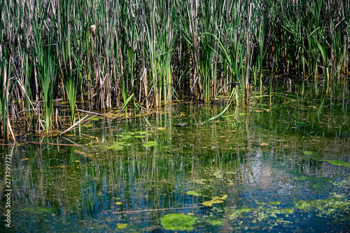 a swampy yet vibrant green marsh