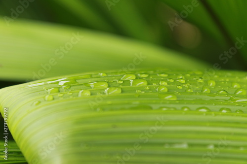 drops on green leaf