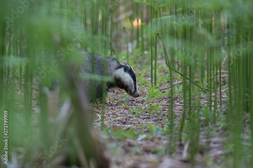 badger, meles meles, close footage of the mammal eating/moving surrounded by bracken within a forest in Scotland during June. © Paul
