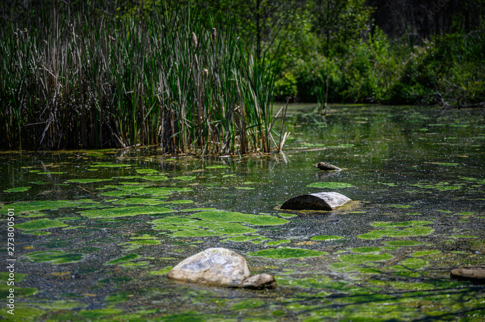 a still and vibrant green swampy marsh with floating logs in the foreground and bull rush in the back a still and vibrant green swampy marsh with floating logs in the foreground and bull rush in the back