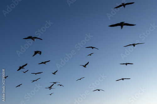 flock of seagulls flying in the blue sky