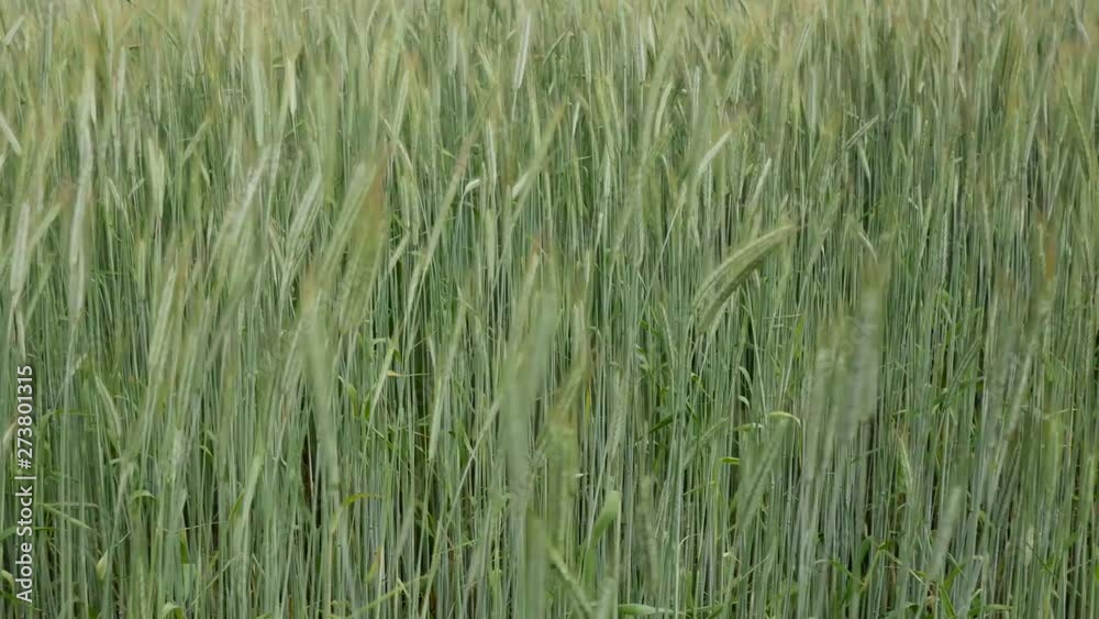 Barley field close up pan shot camera movement from left to right. Barley field close up pan shot camera movement from left to right.