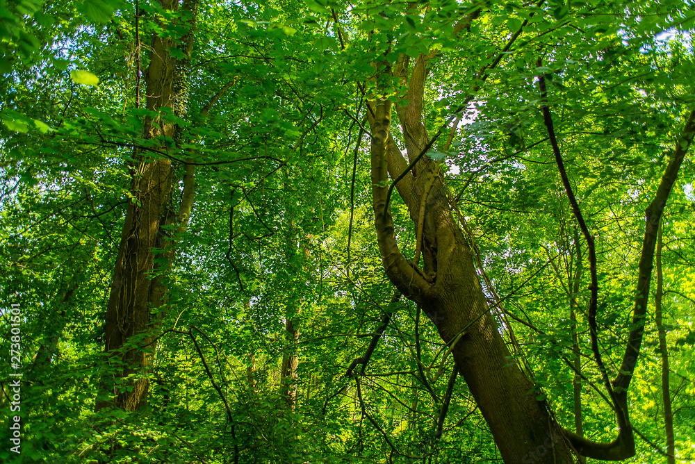 Fototapeta premium Knoops Park