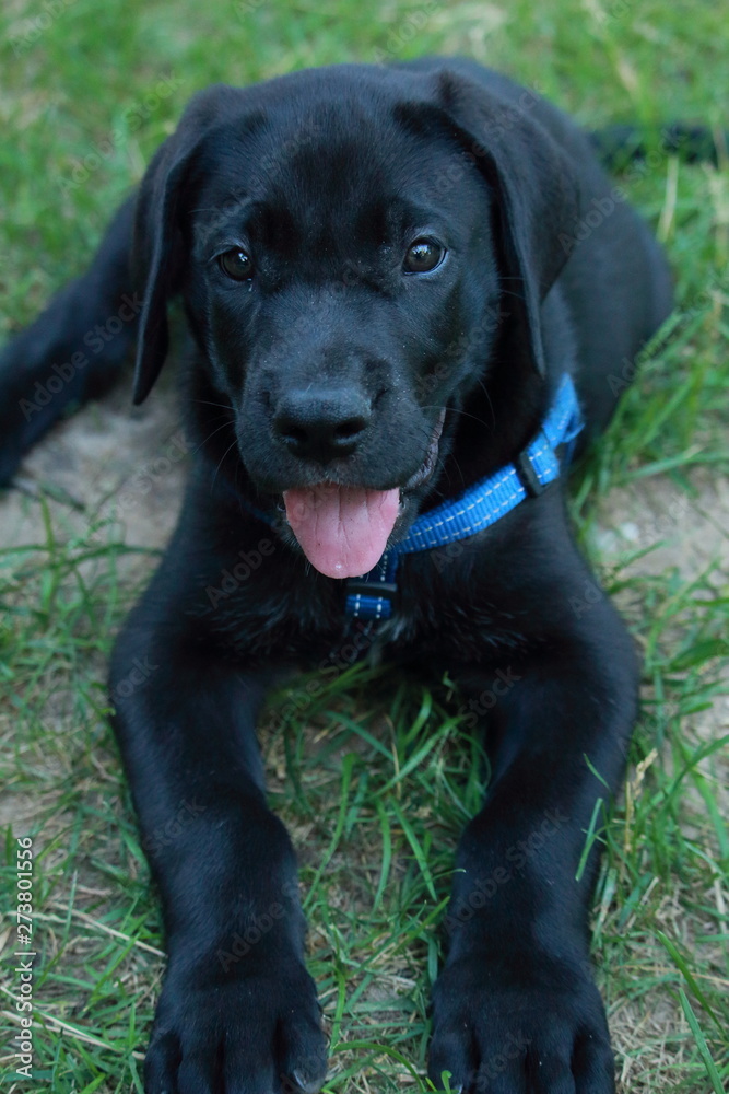 Black Great Dane puppy in grass portrait Black Great Dane puppy in grass portrait