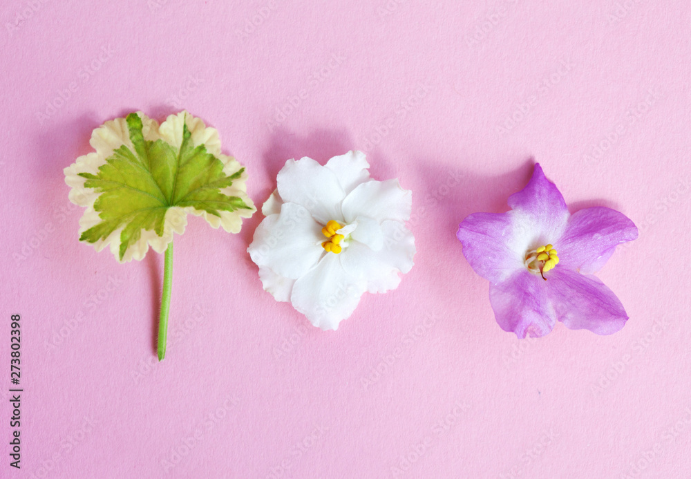 flowers and pelargonium leaf on the pink background flowers and pelargonium leaf on the pink background