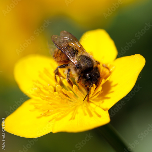 Honigbiene auf gelber Blüte