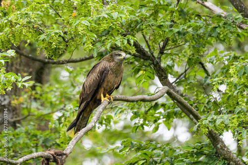 Black kite perching in a tree