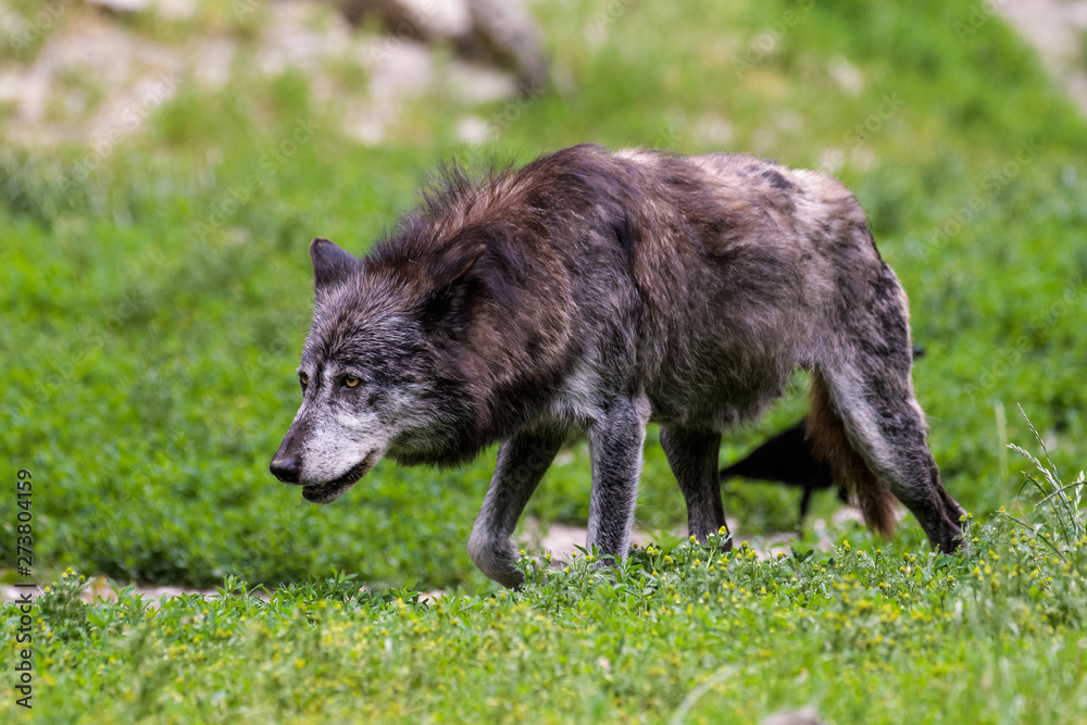 Dark timberwolf looking for prey