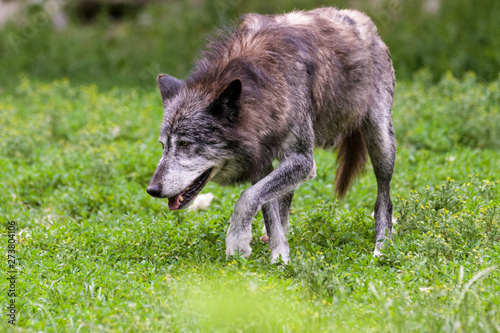 Dark timberwolf looking for prey © Thorsten Spoerlein