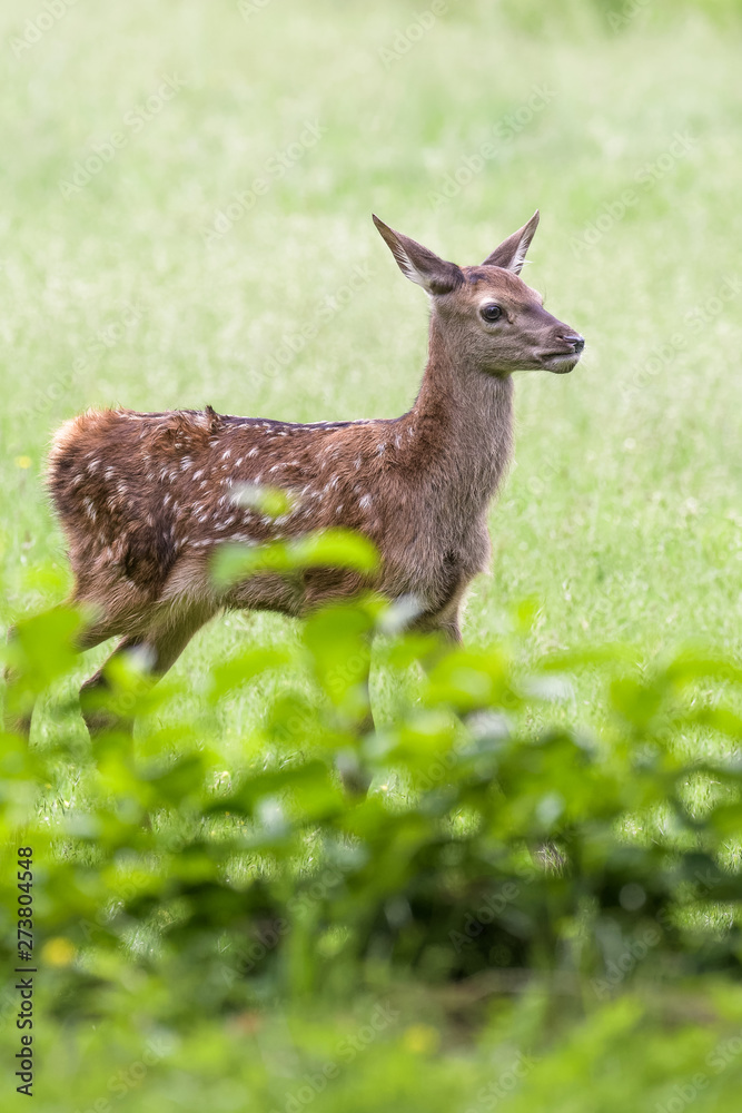Red deer fawn running around in a meadow Red deer fawn running around in a meadow