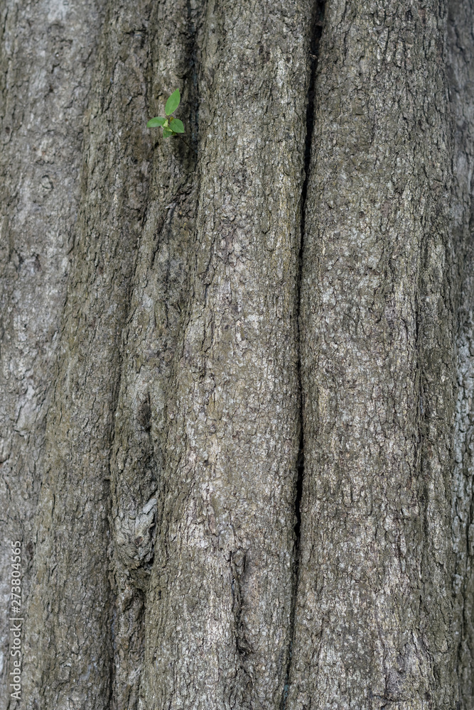 Obraz premium tree texture