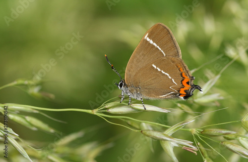 A beautiful rare White-letter Hairstreak Butterfly, satyrium w-album, perching on grass seeds.