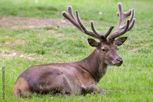 Red deer stag resting in a meadow