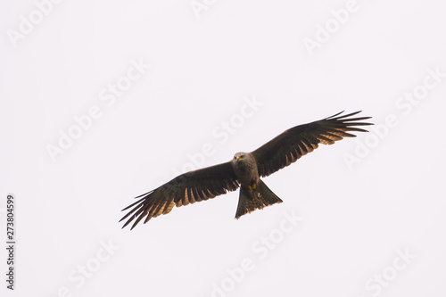 Black kite flying in front of a blue sky