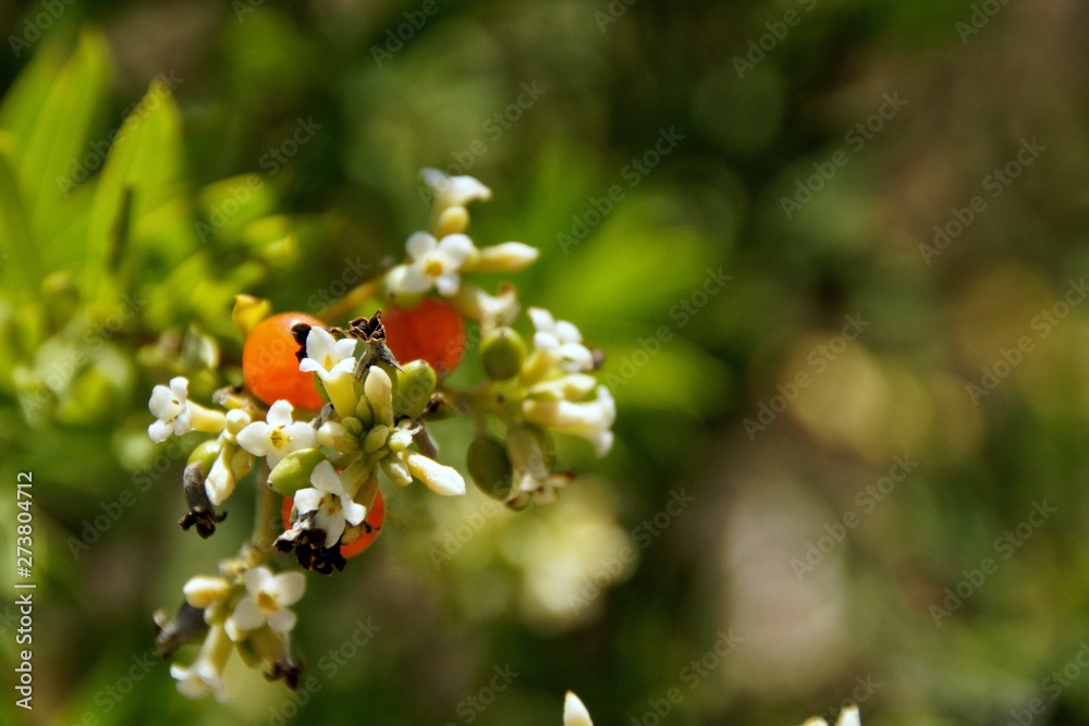 bush of red berries