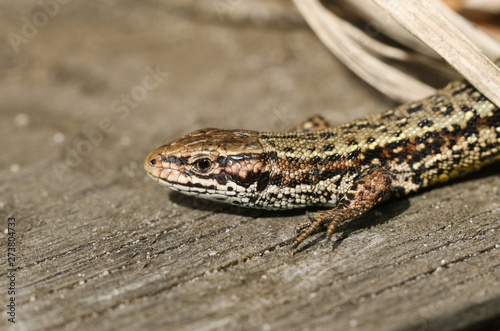 A stunning Common Lizard, Zootoca vivipara, warming up on a wooden boardwalk .