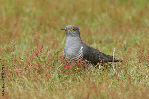 A stunning Cuckoo (Cuculus canorus) searching on the ground in a meadow for food. 