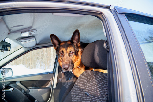 Dog German Shepherd in a car during travel
