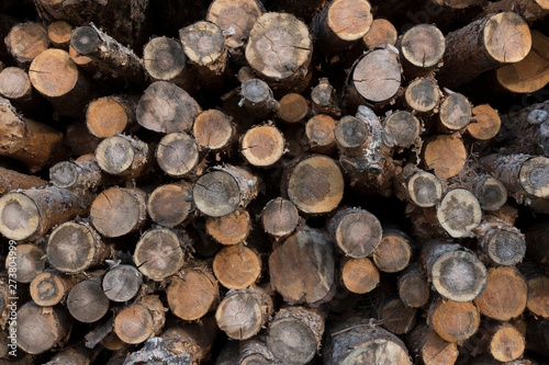 Stacked firewood chopped and placed in a pile  sawed log pieces ends showing