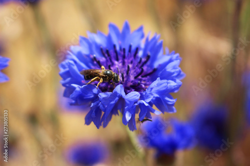 Billede på lærred Cute Bee Checking Out a Flower