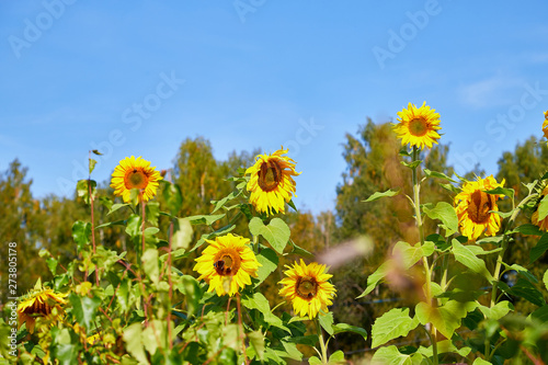 Field of sunflowers in the village. Blurred background